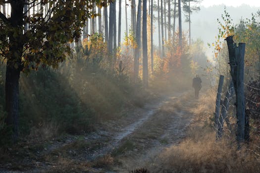 brain boosting walk in nature