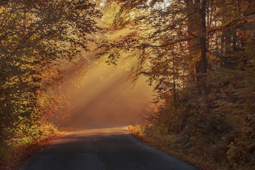 serene forest with sun rays