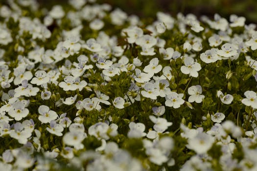 lush garden with blooming flowers